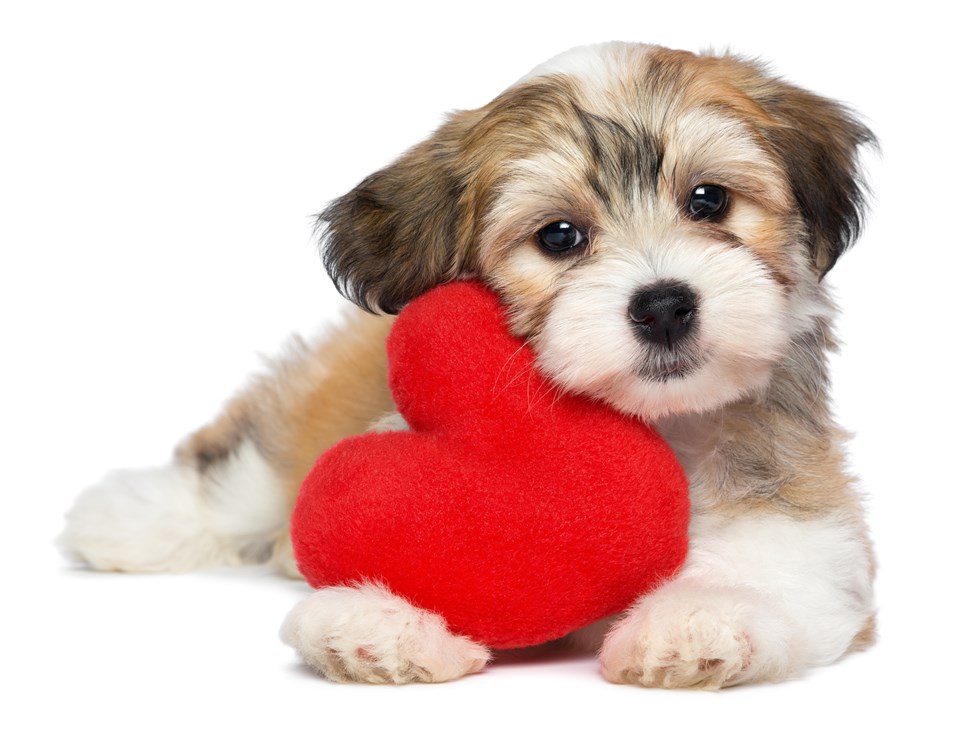 Cute Puppy Holding a Soft Toy Love Heart