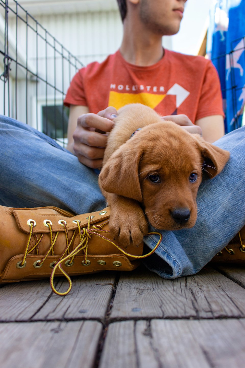 Soulful Brown Puppy Sitting In The Lap Of A Man Wearing Blue Jeans & Red T-Shirt