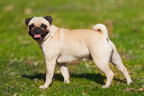 Pugs - Fact Sheet